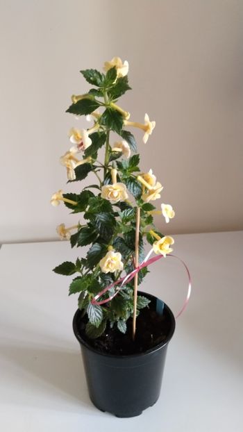 - 2025-DOUBLE YELLOW ROSE