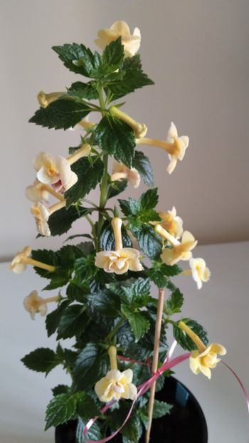  - 2025-DOUBLE YELLOW ROSE