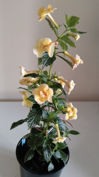  - 2025-DOUBLE YELLOW ROSE