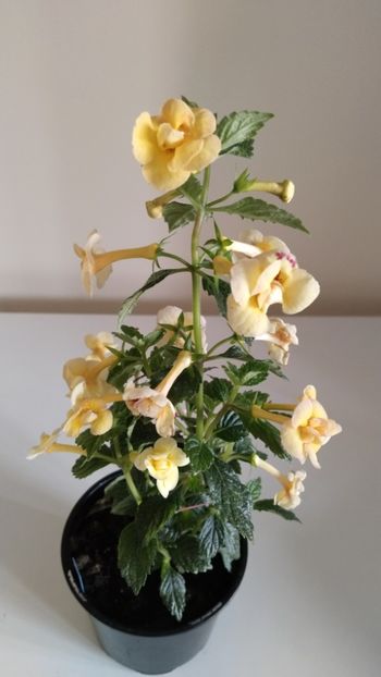  - 2025-DOUBLE YELLOW ROSE