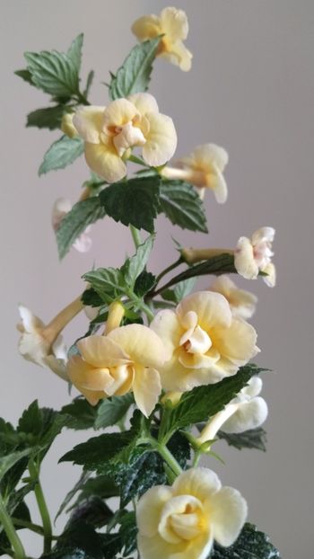  - 2025-DOUBLE YELLOW ROSE