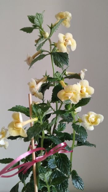  - 2025-DOUBLE YELLOW ROSE