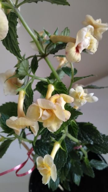  - 2025-DOUBLE YELLOW ROSE
