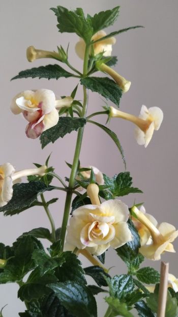  - 2025-DOUBLE YELLOW ROSE