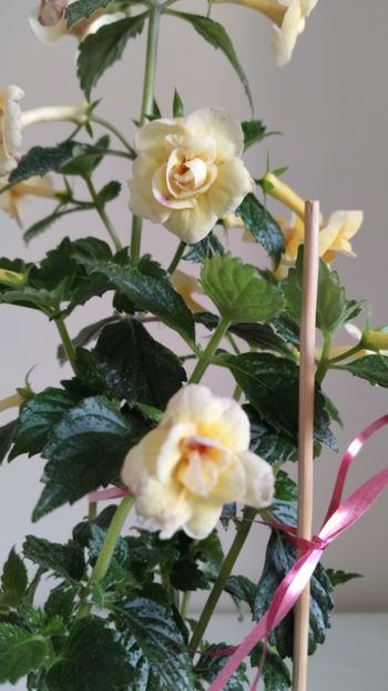  - 2025-DOUBLE YELLOW ROSE