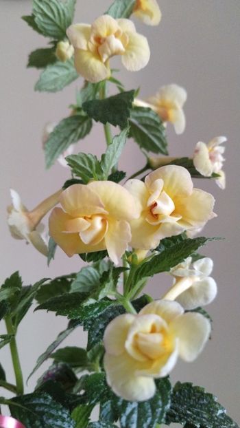  - 2025-DOUBLE YELLOW ROSE