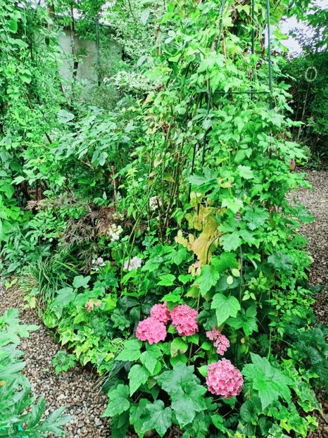  - Grădina 2025 continuare 4