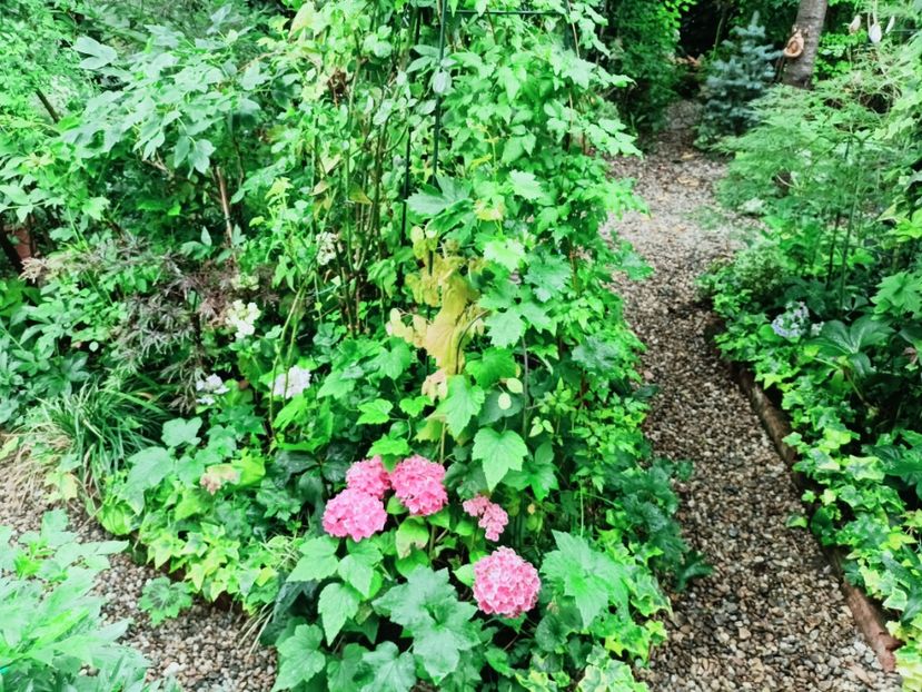  - Grădina 2025 continuare 4