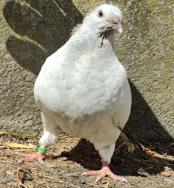 25 - c- MLODE 2025 YOUTH