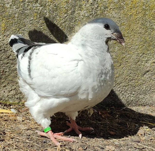 25 - c- MLODE 2025 YOUTH