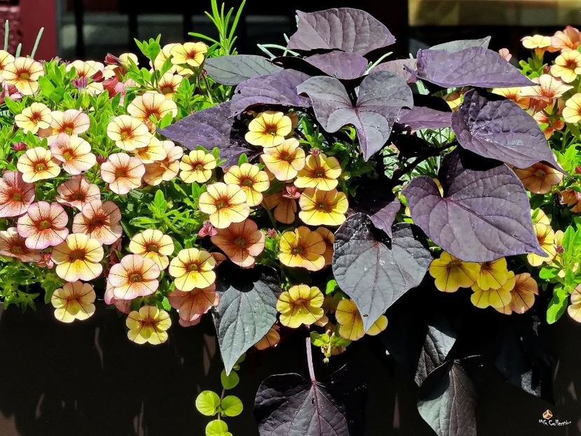 Flowers Deco in OTTAWA, CA - E - FLOWERS - Flori