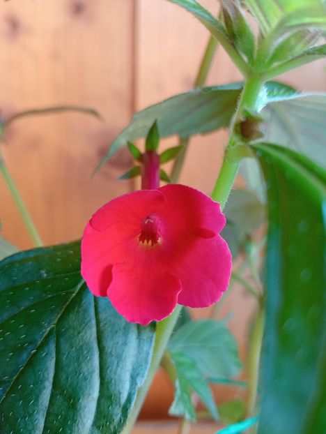 Orange Delight - - - - 2025