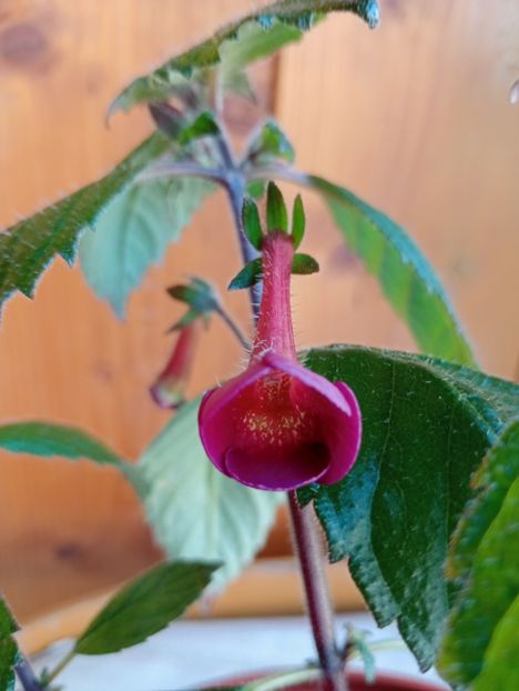 Apple Cider - - - - 2025