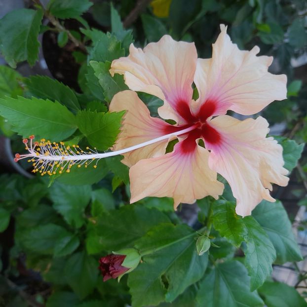 14.07.2025 - HIBISCUSI 2025-3