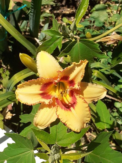  - 0001 HEMEROCALLIS - DELPHINUM