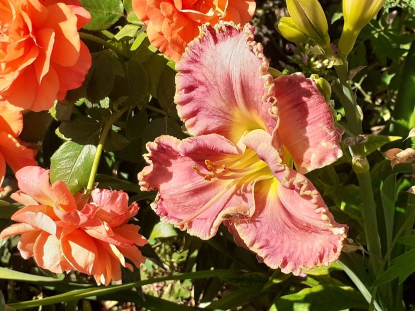  - 0001 HEMEROCALLIS - DELPHINUM