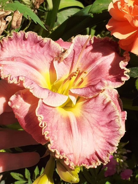  - 0001 HEMEROCALLIS - DELPHINUM