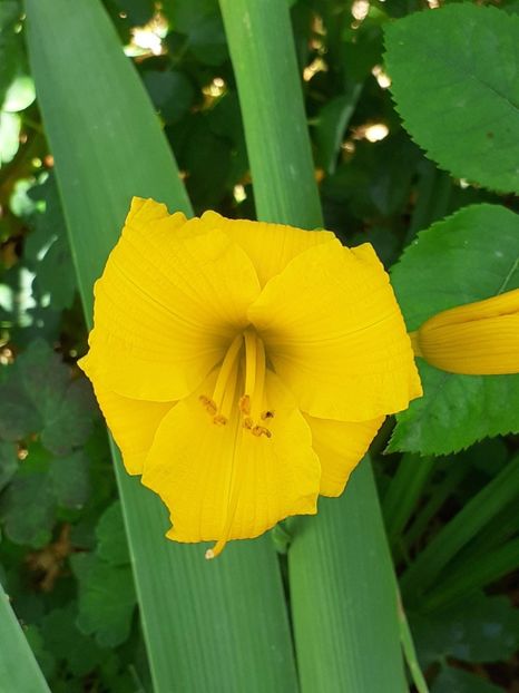 - 0001 HEMEROCALLIS - DELPHINUM