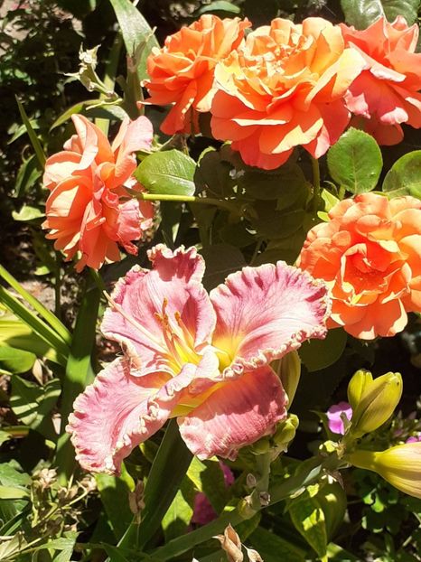  - Caffe - Easy Does It - Rapsody in Blue