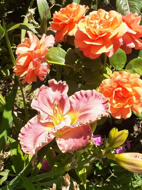  - Caffe - Easy Does It - Rapsody in Blue