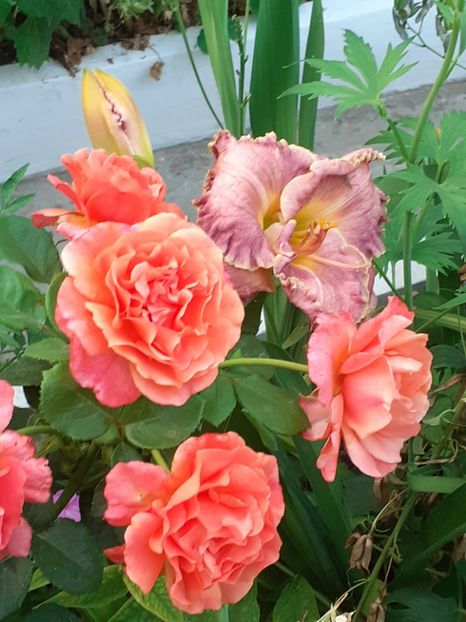  - Caffe - Easy Does It - Rapsody in Blue