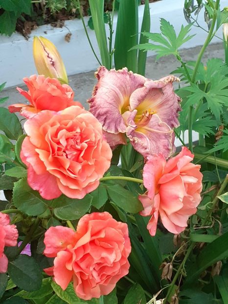  - Caffe - Easy Does It - Rapsody in Blue