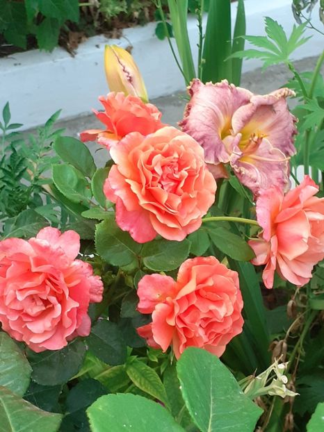  - Caffe - Easy Does It - Rapsody in Blue