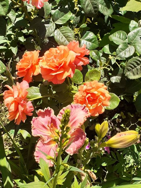  - Caffe - Easy Does It - Rapsody in Blue