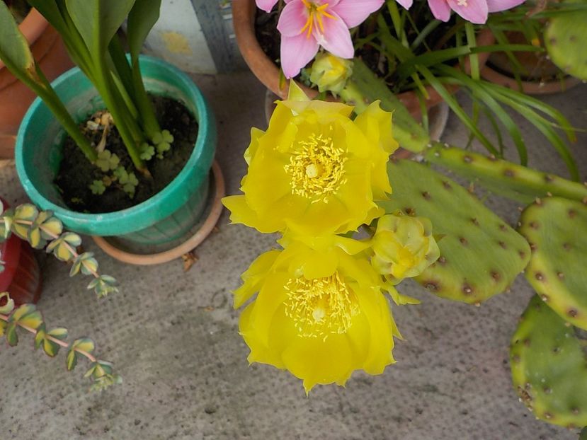  - opuntia compresa
