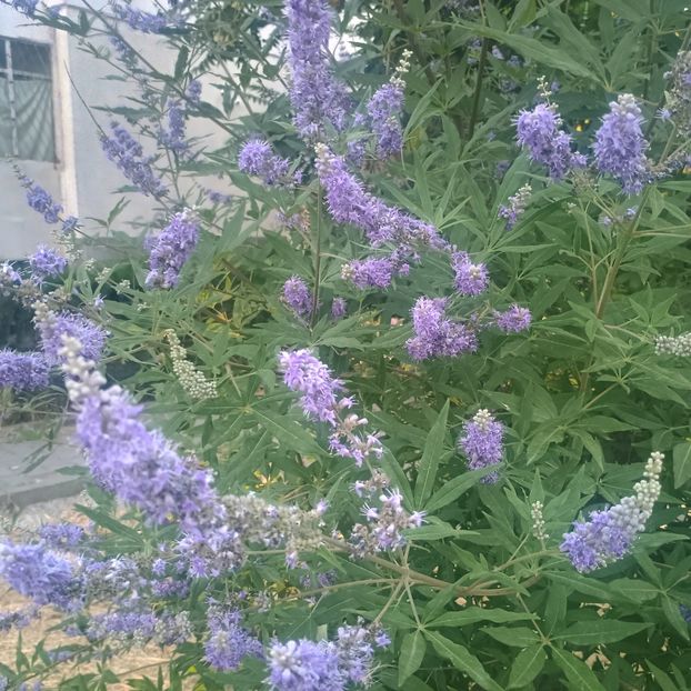  - arbori ornamentali 2025