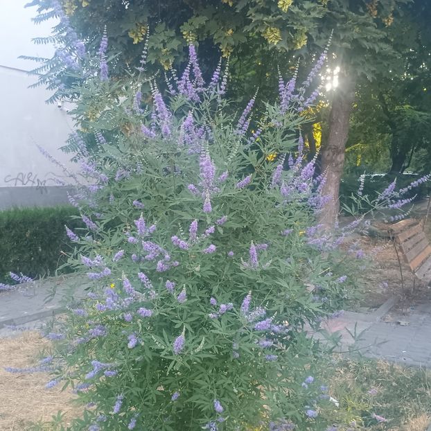 vitex agnus2 - arbori ornamentali 2025