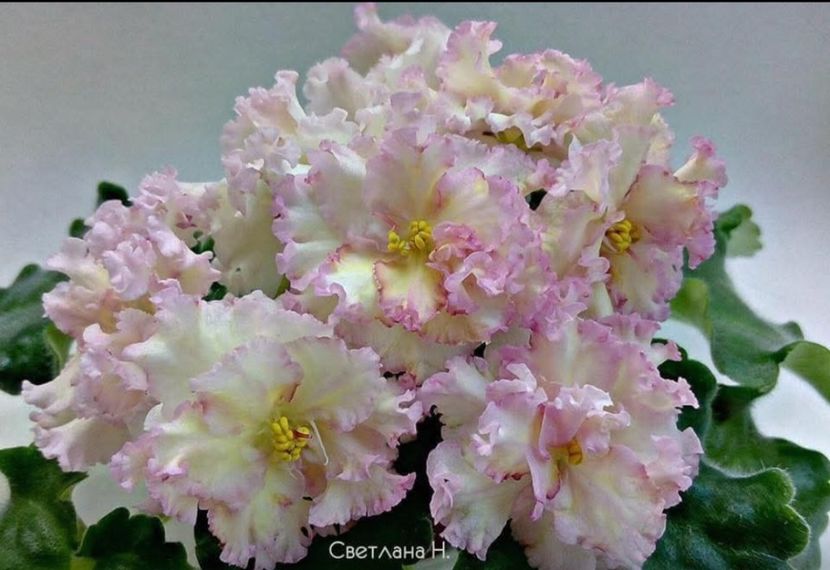 Poza net - LE-Zlato Skifov