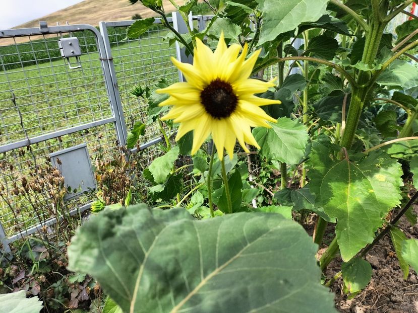 IMG20250715153902 - vara 2025