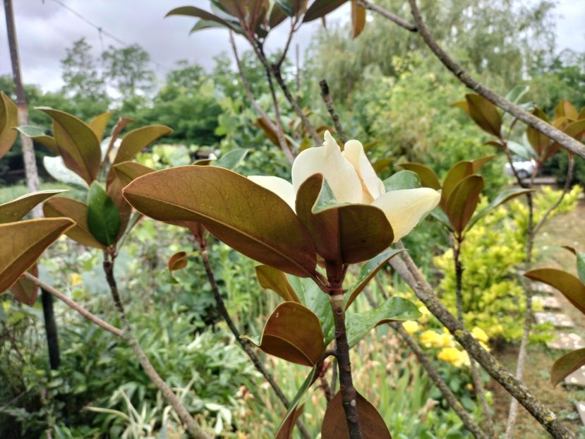 IMG20250710100717 - vara 2025