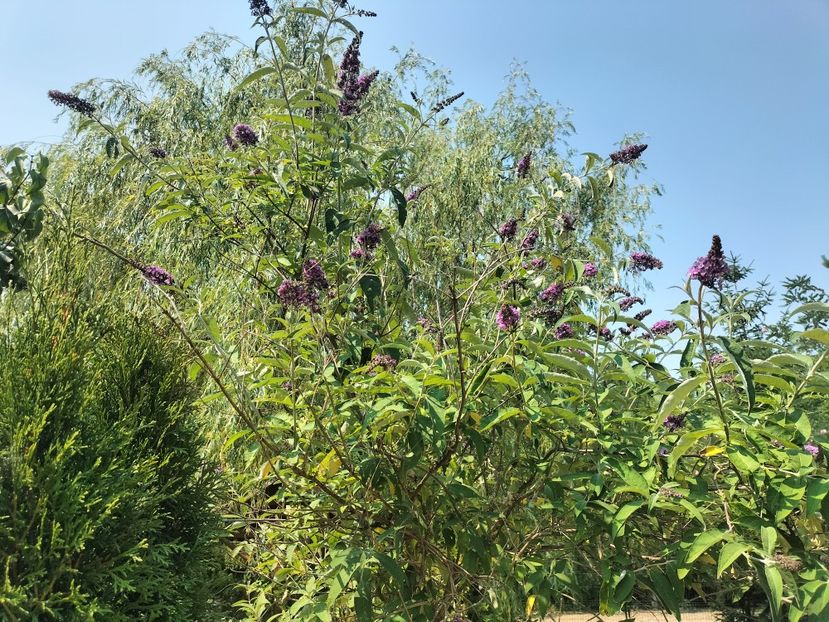 IMG20250707113853 - vara 2025