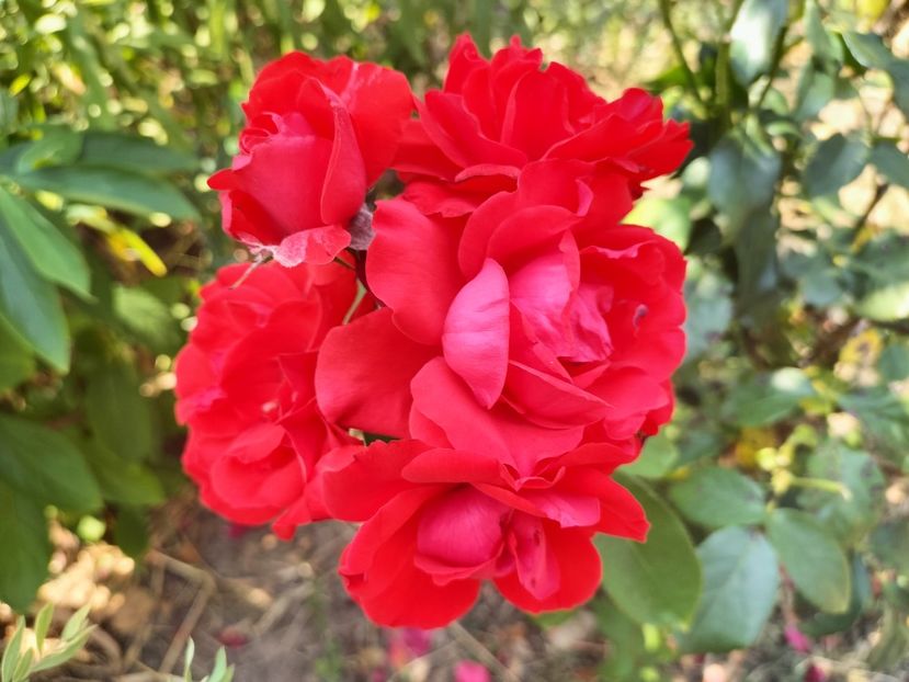 IMG20250707113816 - vara 2025