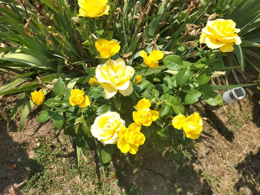 IMG20250707113748 - vara 2025