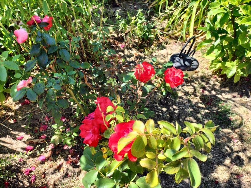 IMG20250703104944 - vara 2025