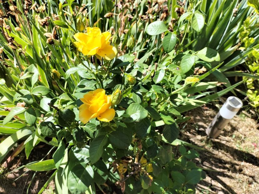 IMG20250703104936 - vara 2025