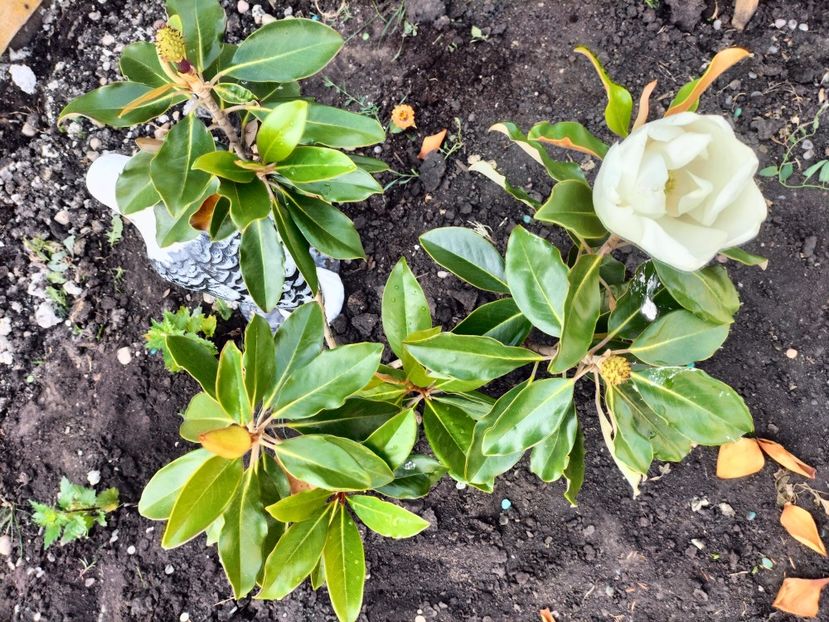 IMG20250628102707 - vara 2025