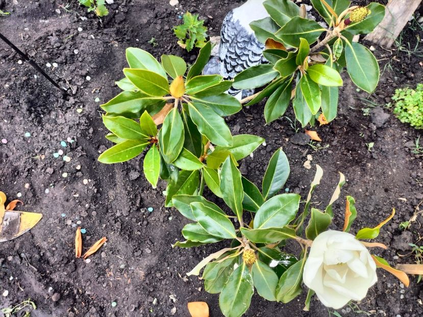 IMG20250628102701 - vara 2025