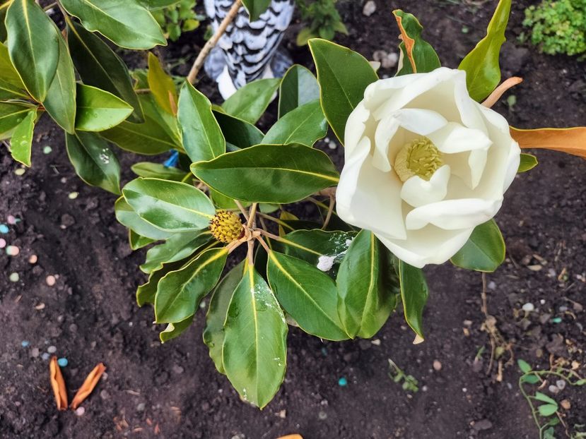 IMG20250628102647 - vara 2025