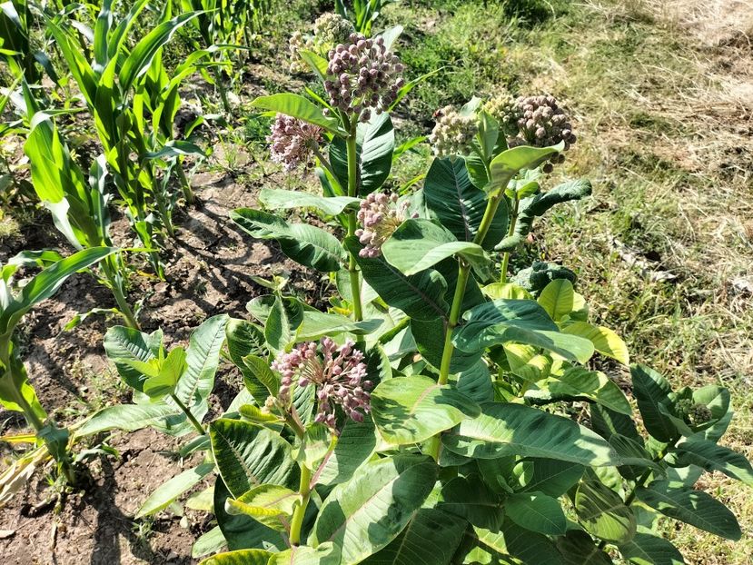 IMG20250627091946 - vara 2025