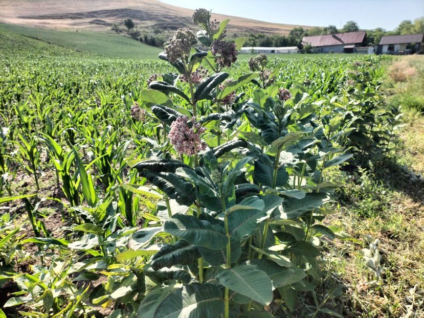 IMG20250627091934 - vara 2025