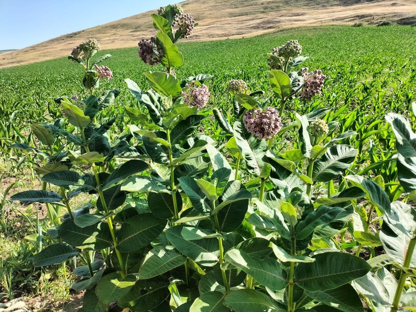 IMG20250627091923 - vara 2025