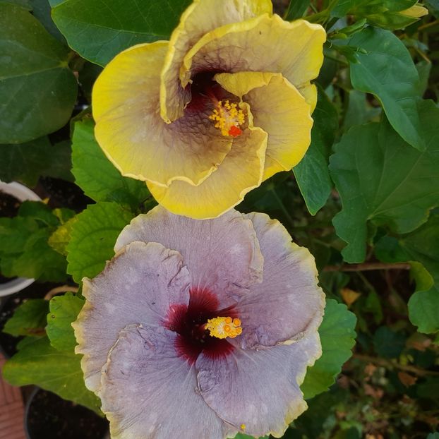 15.07.2025 - HIBISCUSI 2025-3