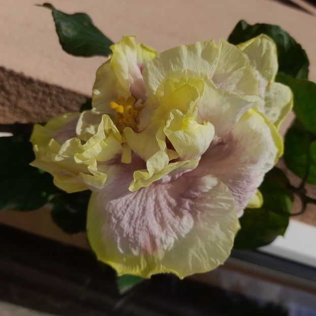  - DPs Purple Rainbow