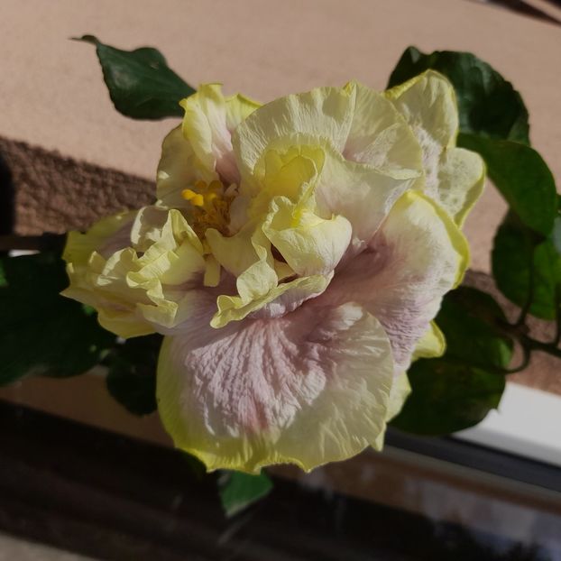  - DPs Purple Rainbow