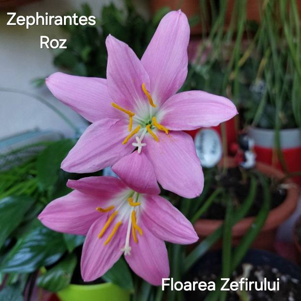  - 2025 - Zephirantes