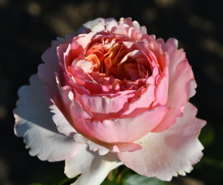 Feeling (tufa) 50 lei - Album